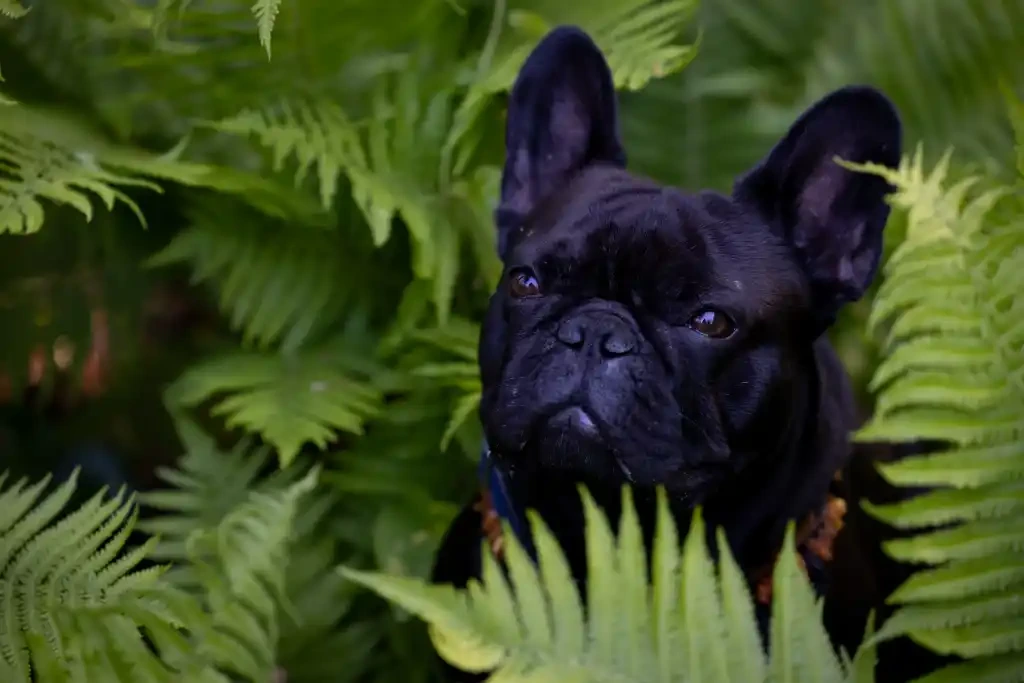 Dog Home page