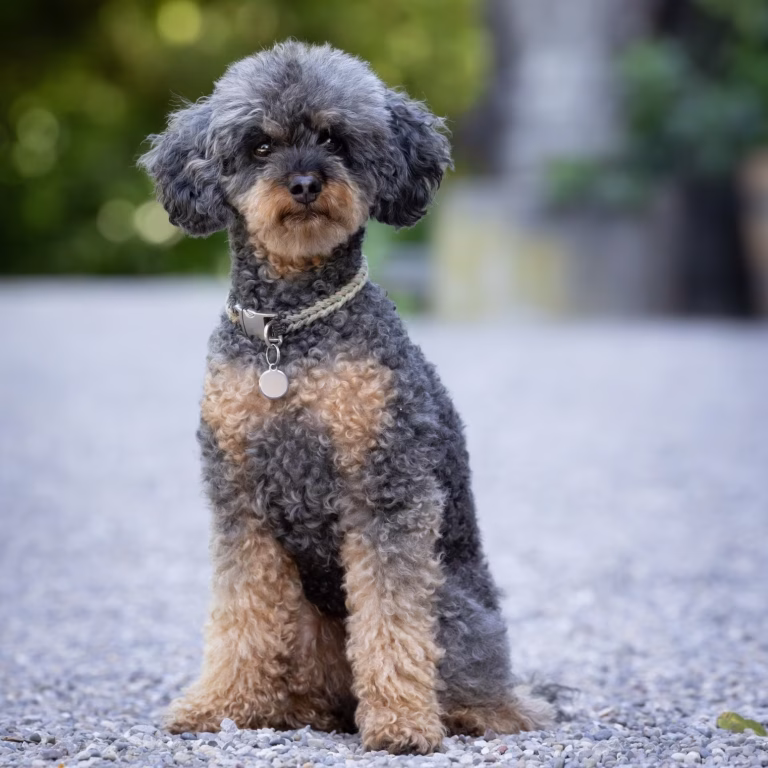 Dog and owner photo session