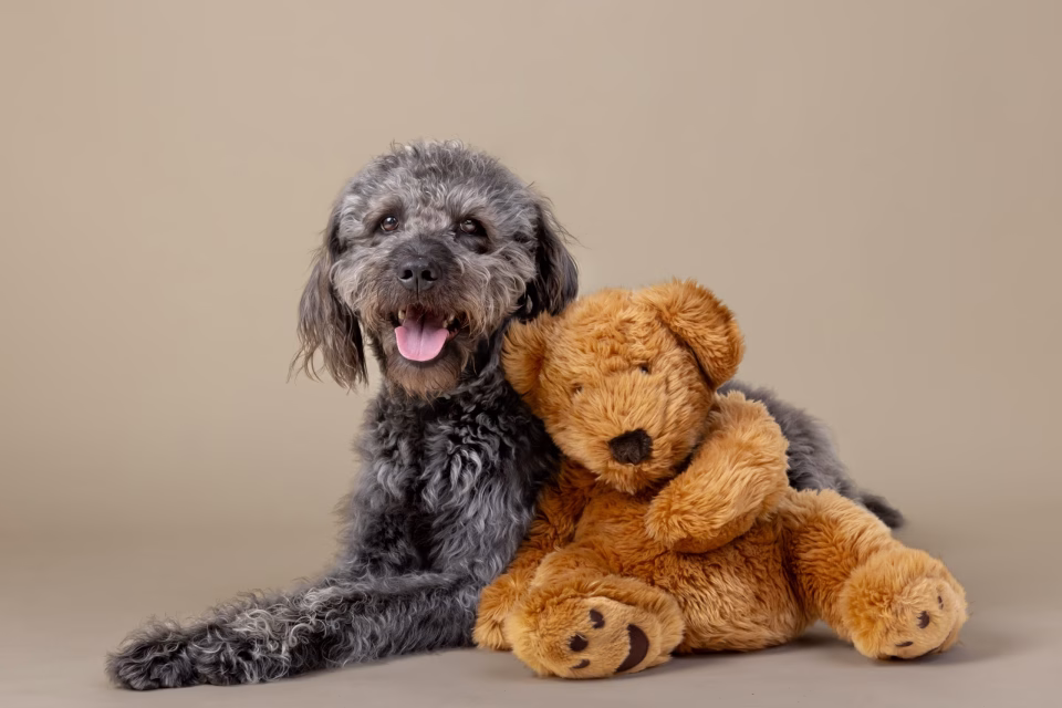 Pet photography zurich