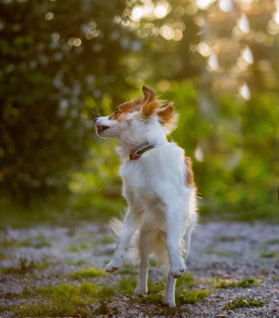 Pet photography zurich