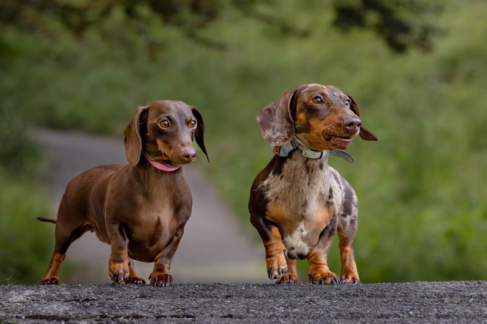 Pet photography zurich