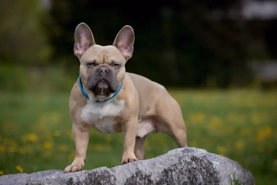 Pet photography zurich