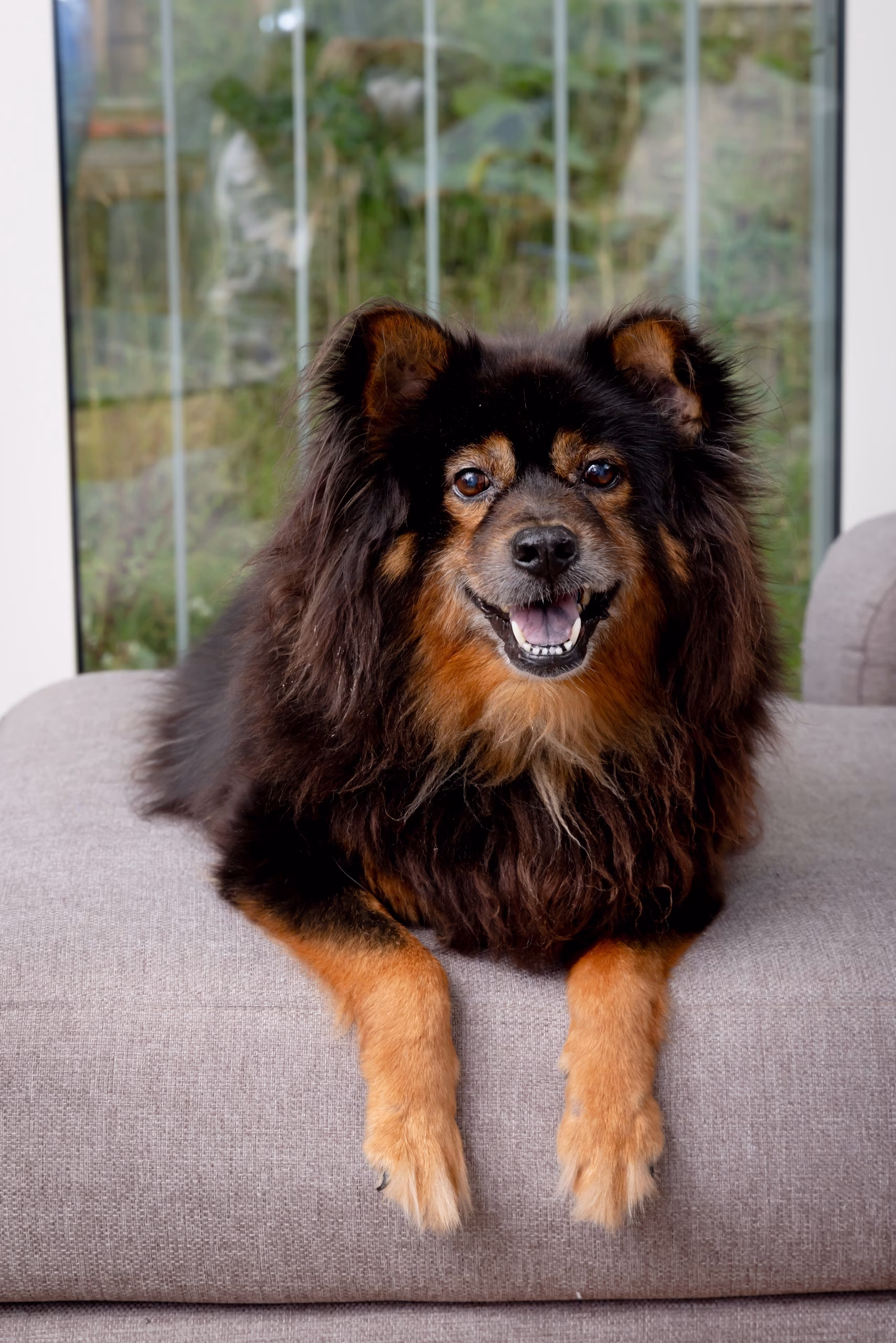Pet photography zurich switzerland